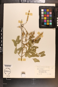 Sophora tomentosa image