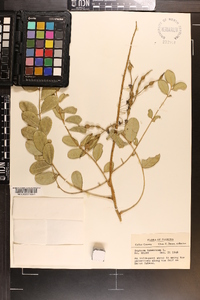 Sophora tomentosa image