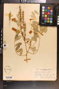 Sophora tomentosa image