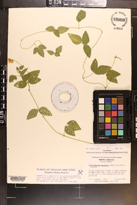 Strophostyles umbellata image