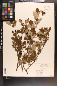 Rubus cuneifolius image