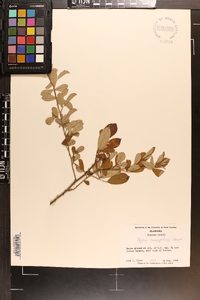 Rubus cuneifolius image