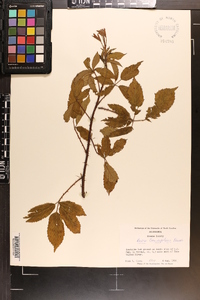 Rubus cuneifolius image