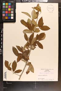 Rubus cuneifolius image