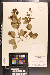 Rubus cuneifolius image