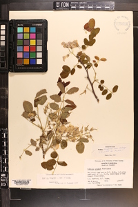 Robinia hispida var. hispida image