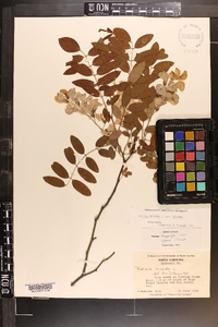 Robinia hispida image