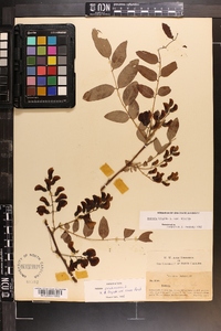 Robinia hispida image