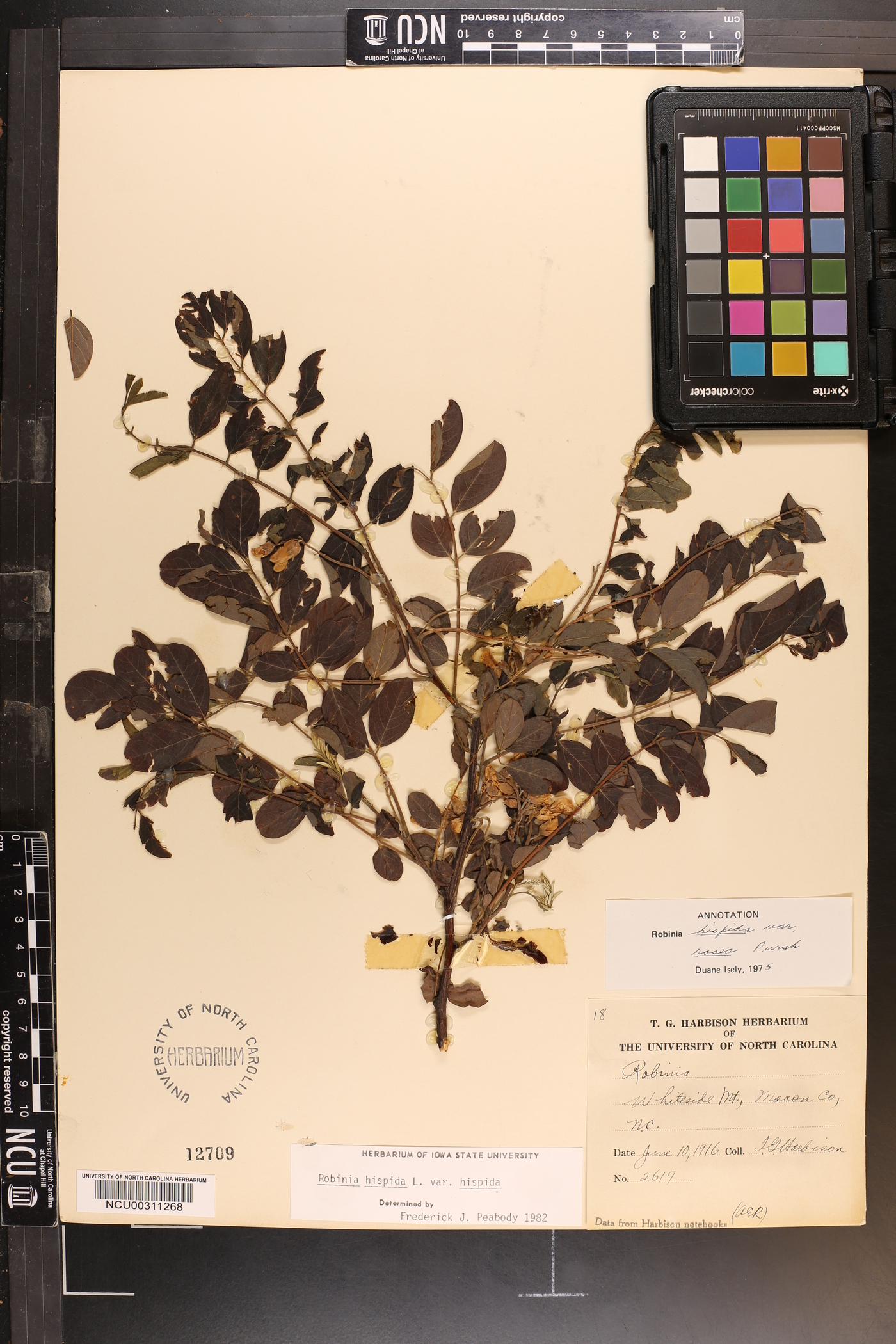Robinia hispida var. rosea image