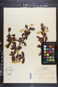 Crataegus crus-galli var. pyracanthifolia image