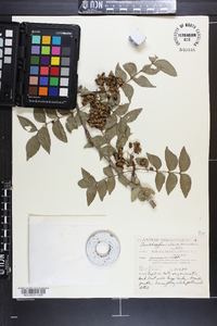 Zanthoxylum clava-herculis image