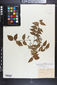 Zanthoxylum clava-herculis image