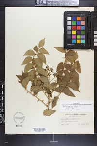 Zanthoxylum clava-herculis image