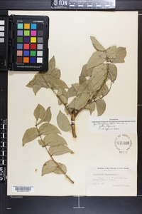 Zanthoxylum clava-herculis image