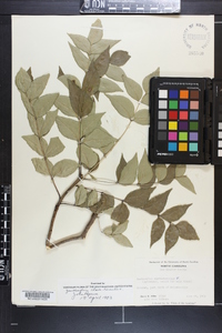 Zanthoxylum clava-herculis image