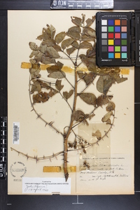 Zanthoxylum clava-herculis image