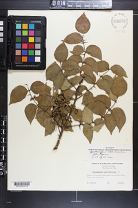 Zanthoxylum clava-herculis image