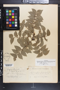 Zanthoxylum clava-herculis image