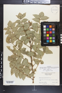 Zanthoxylum clava-herculis image