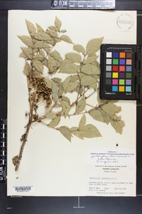 Zanthoxylum clava-herculis image