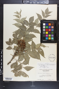 Zanthoxylum clava-herculis image