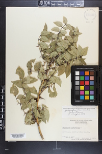 Zanthoxylum clava-herculis image