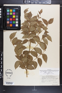 Zanthoxylum clava-herculis image