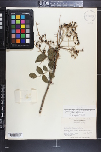 Zanthoxylum clava-herculis image