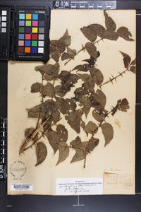 Zanthoxylum clava-herculis image