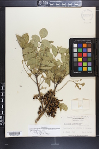 Zanthoxylum clava-herculis image