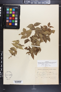 Zanthoxylum clava-herculis image