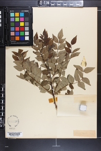 Zanthoxylum americanum image