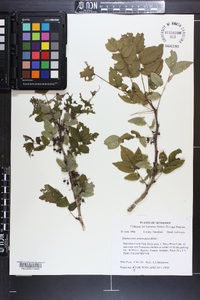 Zanthoxylum americanum image