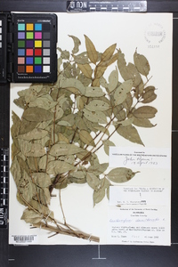 Zanthoxylum clava-herculis image