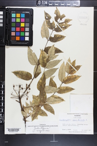 Zanthoxylum clava-herculis image