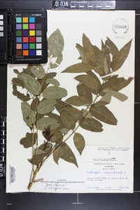 Zanthoxylum clava-herculis image
