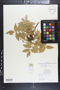 Zanthoxylum clava-herculis image