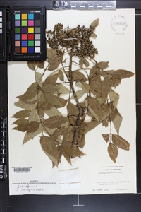 Zanthoxylum clava-herculis image