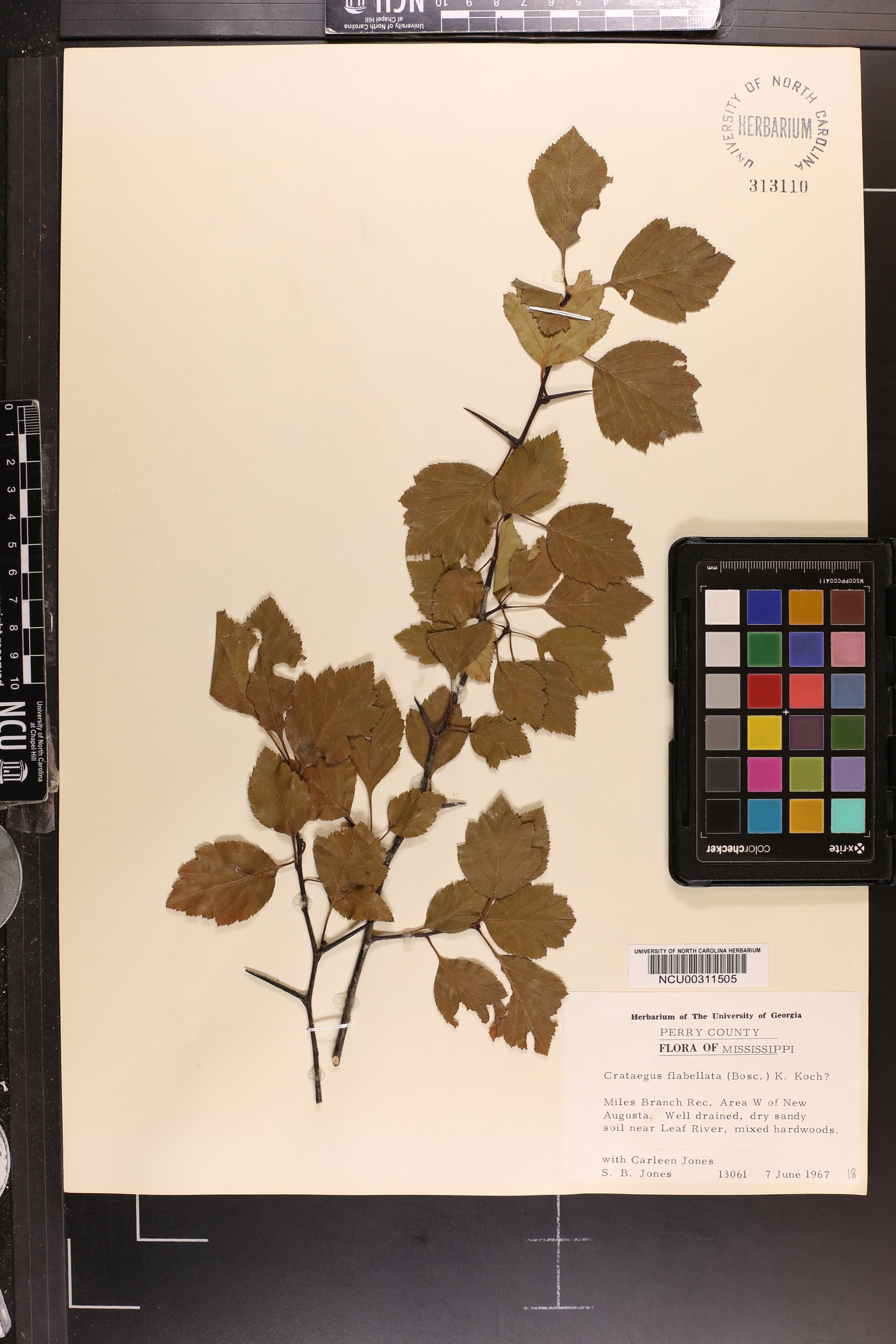 Crataegus flabellata image