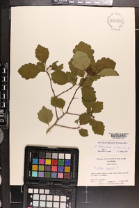 Crataegus opima image