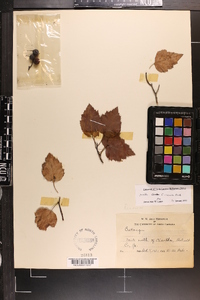 Crataegus iracunda image