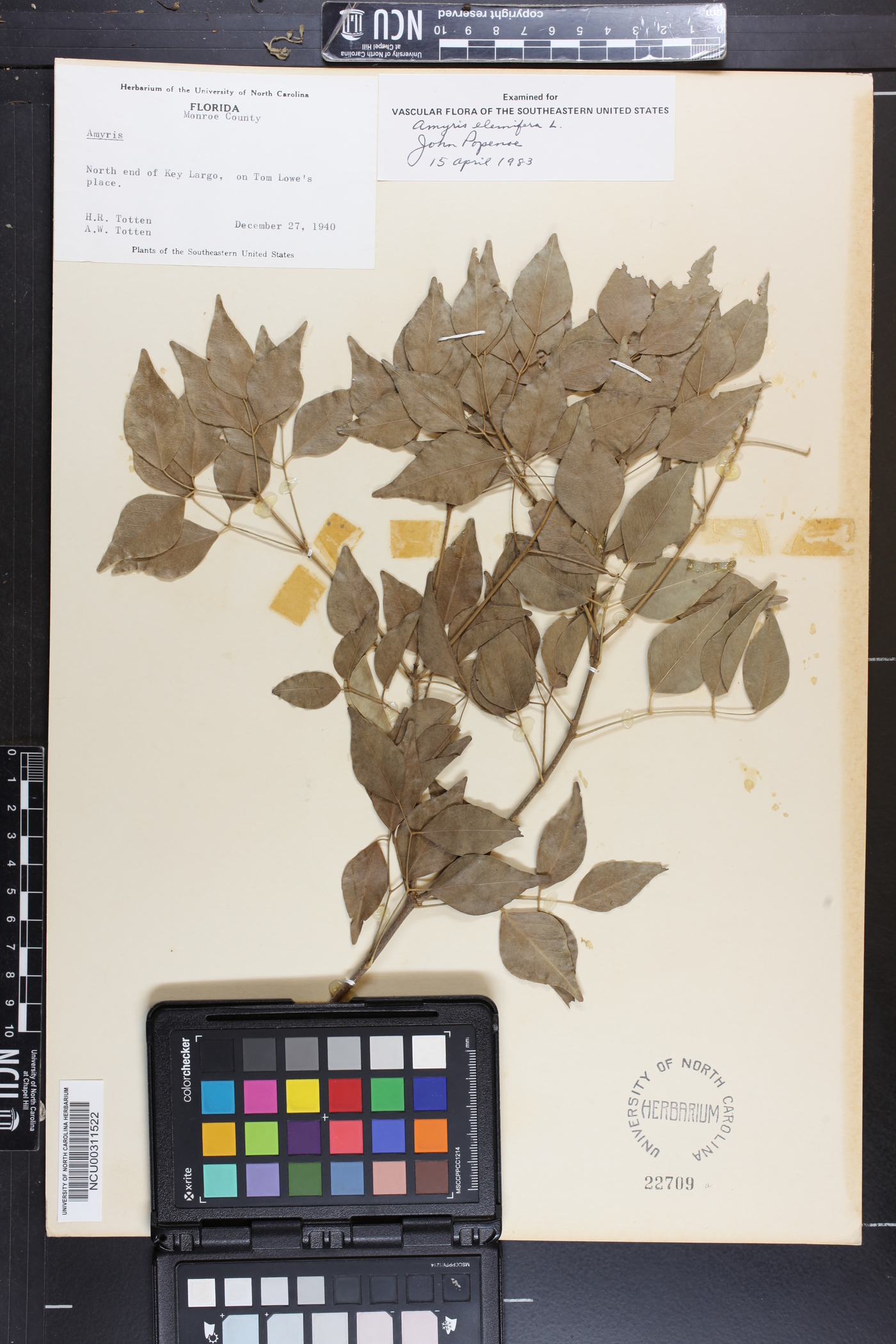 Amyris elemifera image