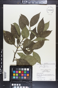 Citrus aurantium image