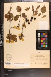 Crataegus brachyacantha image