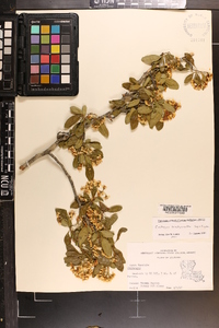 Crataegus brachyacantha image