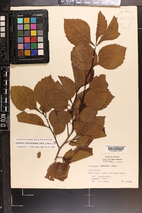 Crataegus calpodendron image