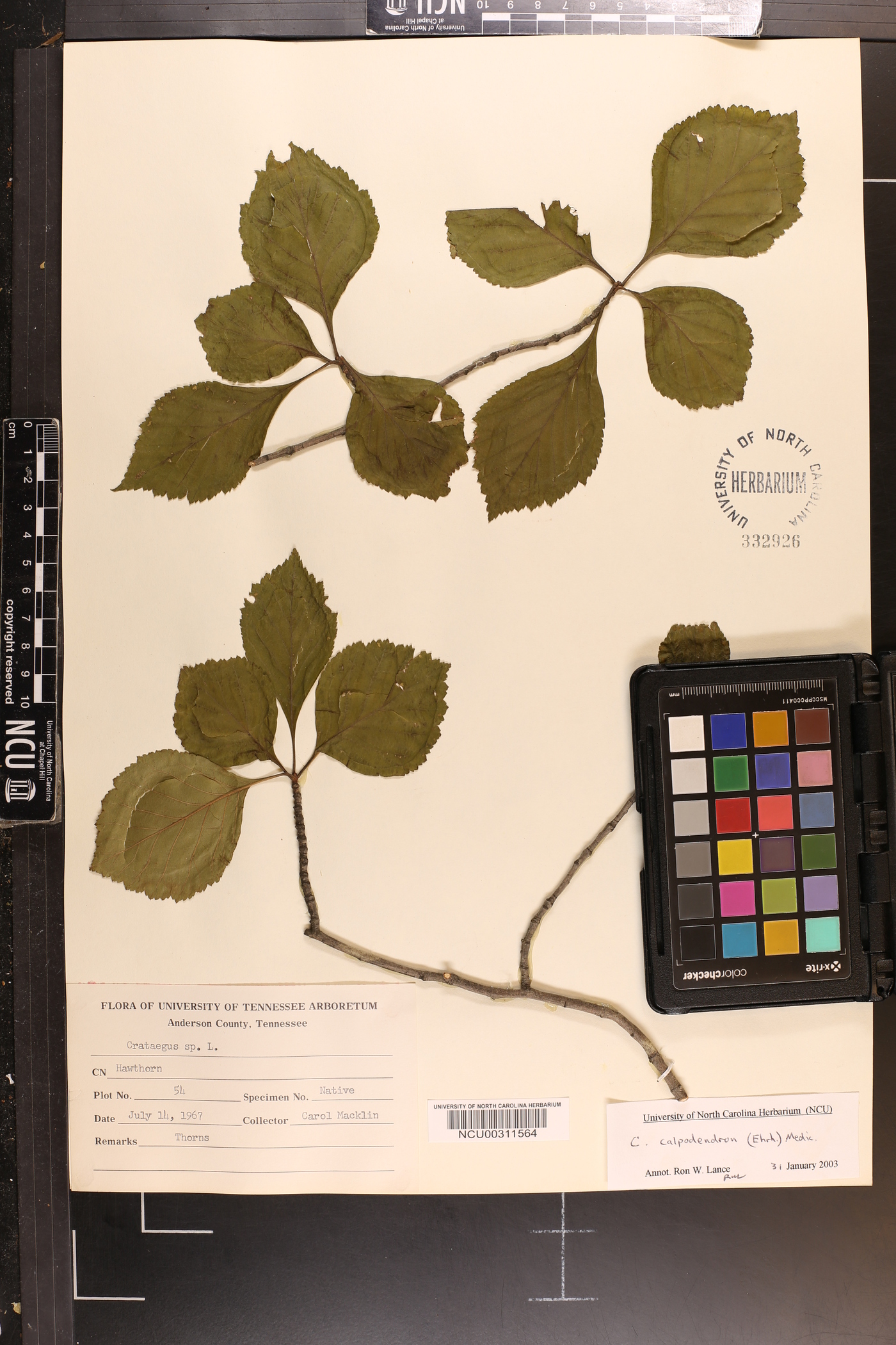Crataegus calpodendron image