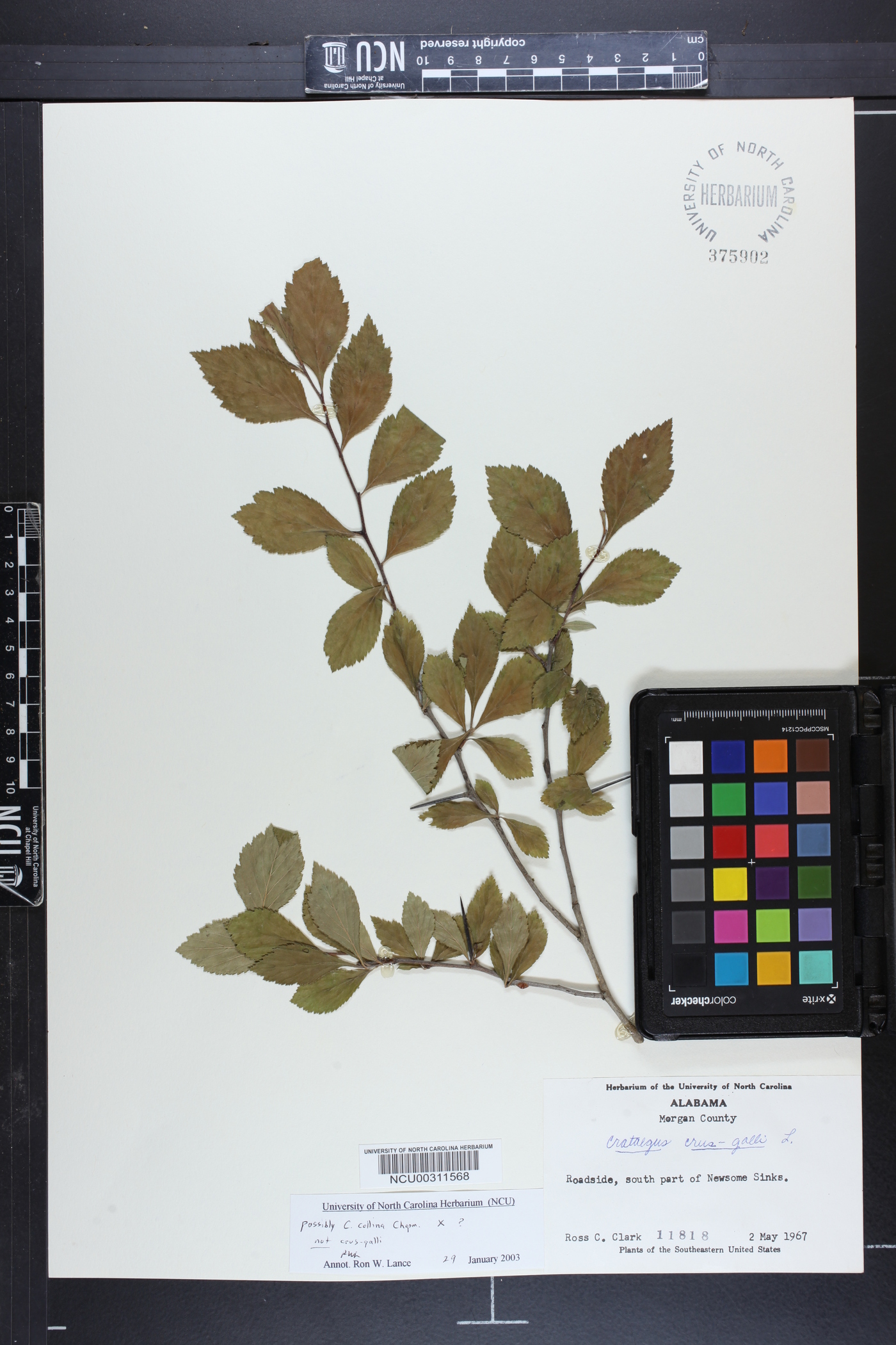 Crataegus collina image
