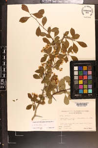 Crataegus berberifolia image