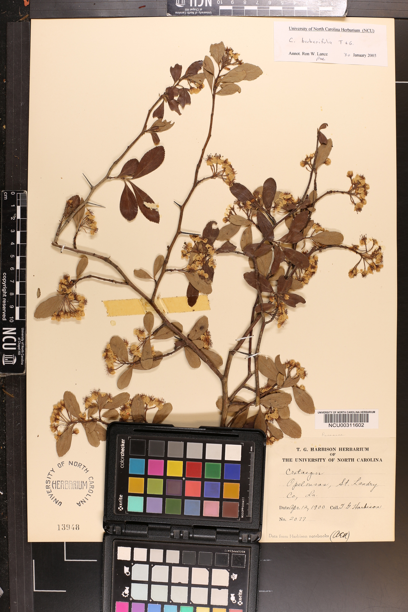 Crataegus berberifolia image